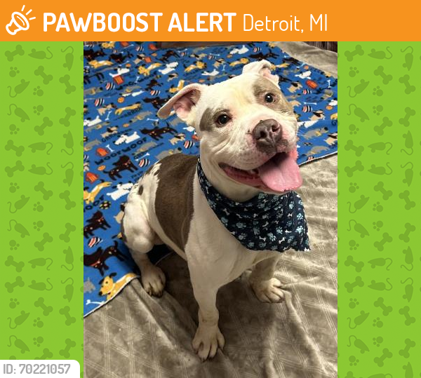 Shelter Stray Male Dog last seen Near BLOCK W BRENTWOOD ST, DETROIT, MI 48203, Detroit, MI 48211