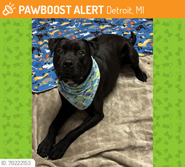 Shelter Stray Male Dog last seen Near BLOCK BENNETT ST, DETROIT, MI 48219, Detroit, MI 48211