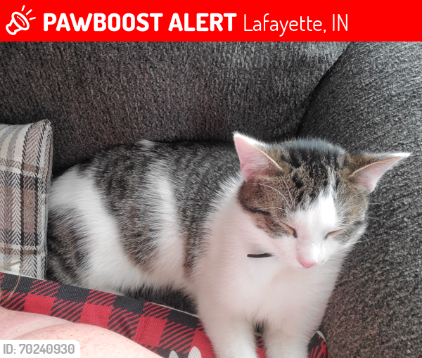 Lost Male Cat last seen 18th St. & Stanforth. Near Jeff HS, Lafayette, IN, Lafayette, IN 47905