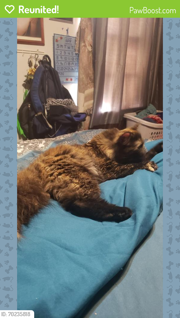 Reunited Female Cat last seen Sherwood Park, Odessa, TX 79762