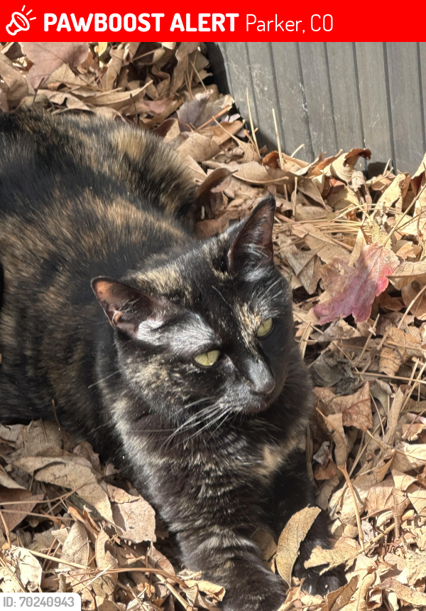 Lost Female Cat last seen Douglas County Library, the Pace Center, Parker, CO 80138