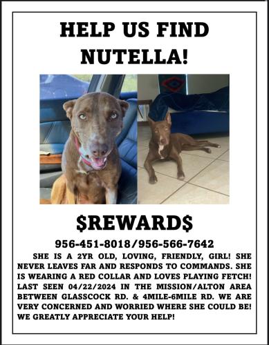 Lost Female Dog last seen Dollar store 5 mile , Alton, TX 78573