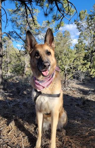 Lost Female Dog last seen Charleston blvd, Las Vegas, NV 89101