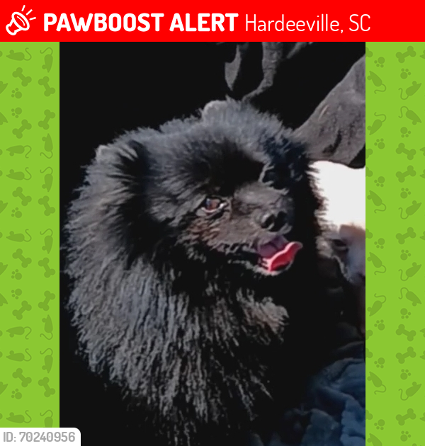 Lost Male Dog last seen ⁰Deluxe inn Hardeeville S.C., Hardeeville, SC 29927