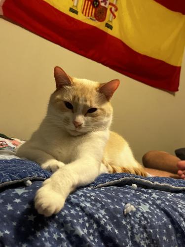 Lost Female Cat last seen 52nd terrace and 16th street, Gainesville, FL 32605
