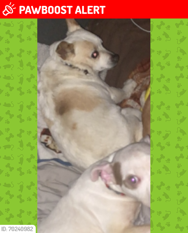 Lost Male Dog last seen Mounds campground brookville indiana , Fairfield Township, IN 47012