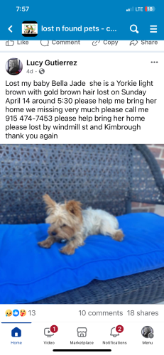 Lost Female Dog last seen Windmill Kimbrough , Chaparral, NM 88081