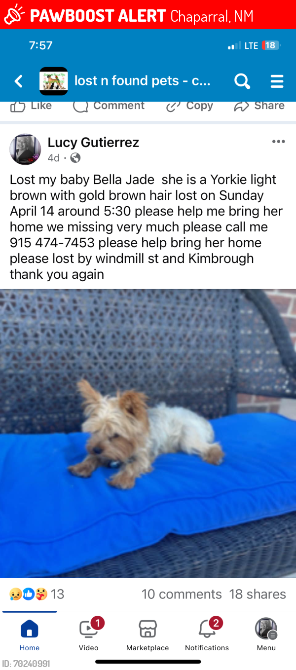 Lost Female Dog last seen Windmill Kimbrough , Chaparral, NM 88081