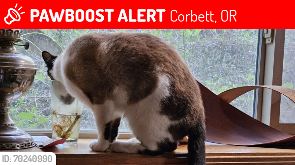 Lost Female Cat last seen Evans Rd, Corbett, OR 97019