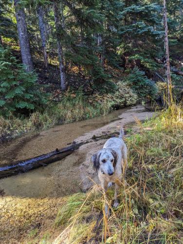 Lost Female Dog last seen Snow mountain ranch/cowiche mill rd, Yakima County, WA 98947
