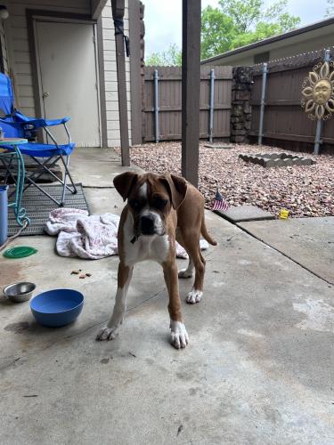Found/Stray Female Dog last seen 61st and Memorial, Tulsa, OK 74133