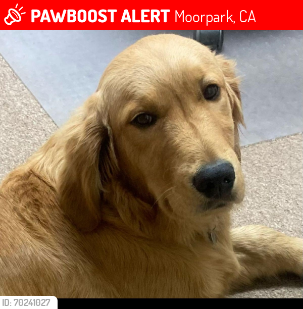 Lost Male Dog last seen Near Los Angeles Ave, Moorpark, CA 93021