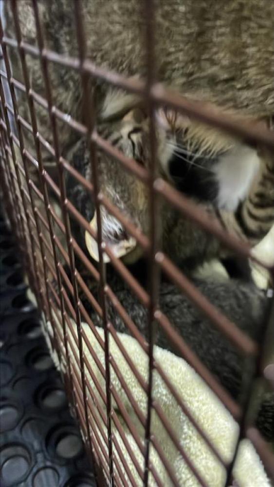 Shelter Stray Male Cat last seen Near BLOCK FRONTIER TRAIL, Austin, TX 78702