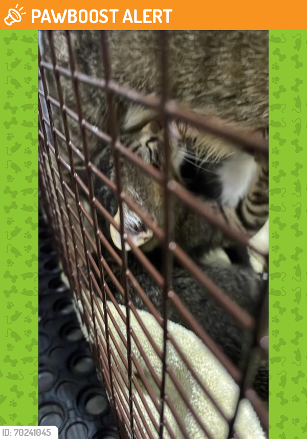 Shelter Stray Male Cat last seen Near BLOCK FRONTIER TRAIL, Austin, TX 78702