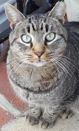 Lost Male Cat last seen Fall & Winter Avenue Uniondale NY, Uniondale, NY 11553
