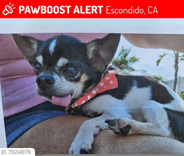 Lost Male Dog last seen Orfila Winery, Escondido, CA 92025