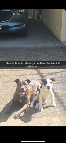 Lost Female Dog last seen Paradise bus interchange , Paradise, SA 5075