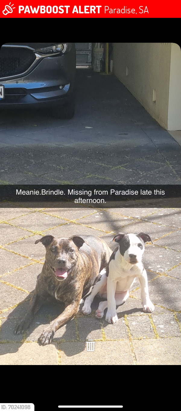 Lost Female Dog last seen Paradise bus interchange , Paradise, SA 5075