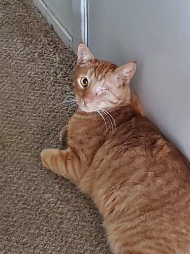 Lost Male Cat last seen Seaver street, Hayward, CA 94545