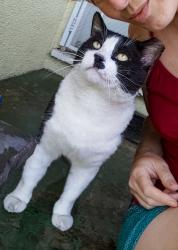 Reunited Male Cat last seen Near N Yaleton Ave, Covina, CA 91722, USA, Covina, CA 91722