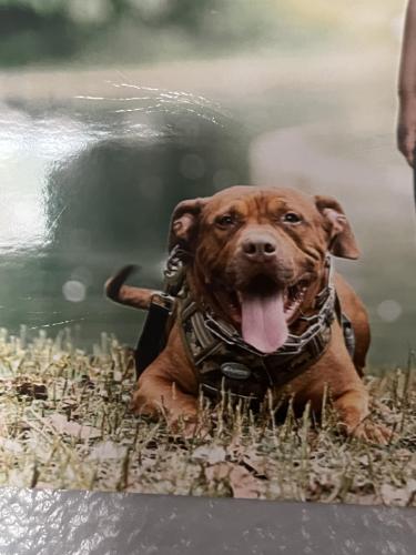 Lost Male Dog last seen Flanigan Ct., Cincinnati, OH 45239