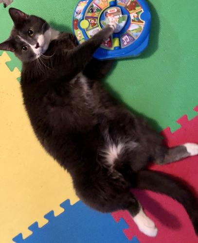 Lost Male Cat last seen 52nd and Ewing Ave N, Minneapolis, MN 55429