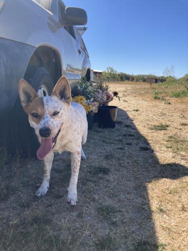 Lost Female Dog last seen Orange Drive Quality Inn, Vacaville, CA 95687