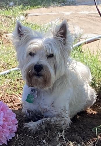 Lost Male Dog last seen 74th and Upland, Lubbock, TX 79424