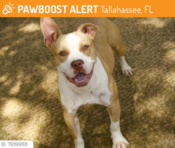 Shelter Stray Female Dog last seen Near BLOCK N RIDGE RD, TALLAHASSEE FL 32305, Tallahassee, FL 32311