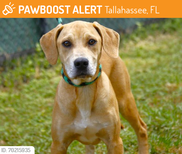 Shelter Stray Female Dog last seen Near BLOCK  SIOUX DR, Tallahassee, FL 32311