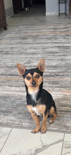 Lost Male Dog last seen Near wentworth ave s Bloomigton 55420, Minneapolis, MN 55420