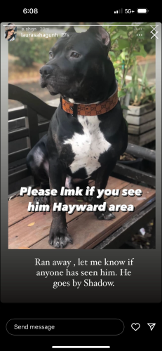 Lost Male Dog last seen Near Lupine way, Hayward CA, Hayward, CA 94541