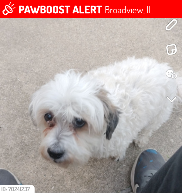 Lost Male Dog last seen 2119s 21st ave , Broadview, IL 60155