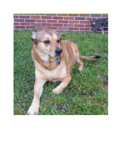 Lost Female Dog last seen 25th Street, Wilmington, NC, Wilmington, NC 28405