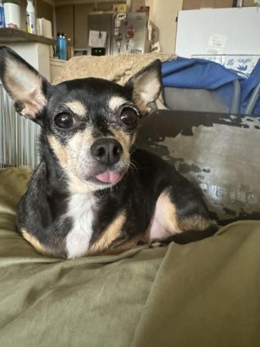 Lost Female Dog last seen Passage and Alondra , Paramount, CA 90723