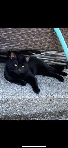 Lost Male Cat last seen 66th Ave, 152nd & 160th , Puyallup, WA 98375