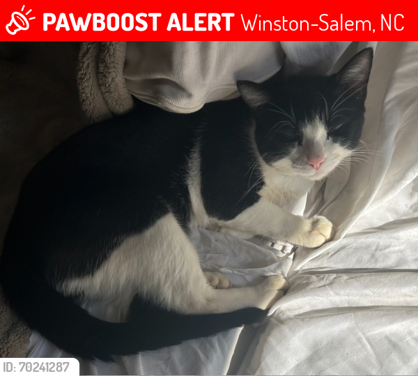 Lost Male Cat last seen Philpark Dr. , Winston-Salem, NC 27106