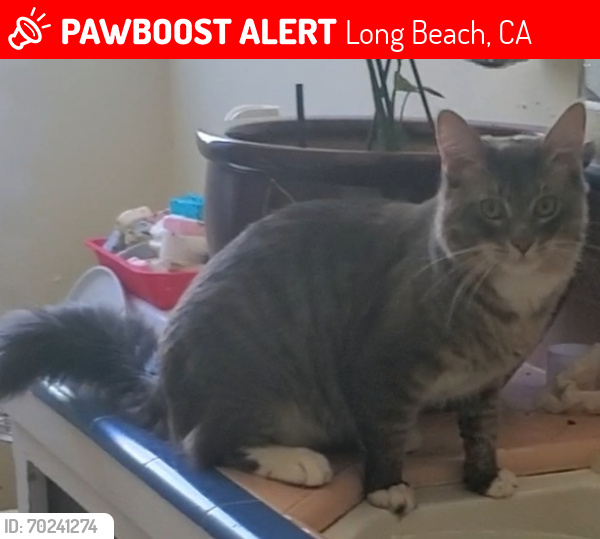 Deceased Male Cat last seen Linden , Long Beach, CA 90805