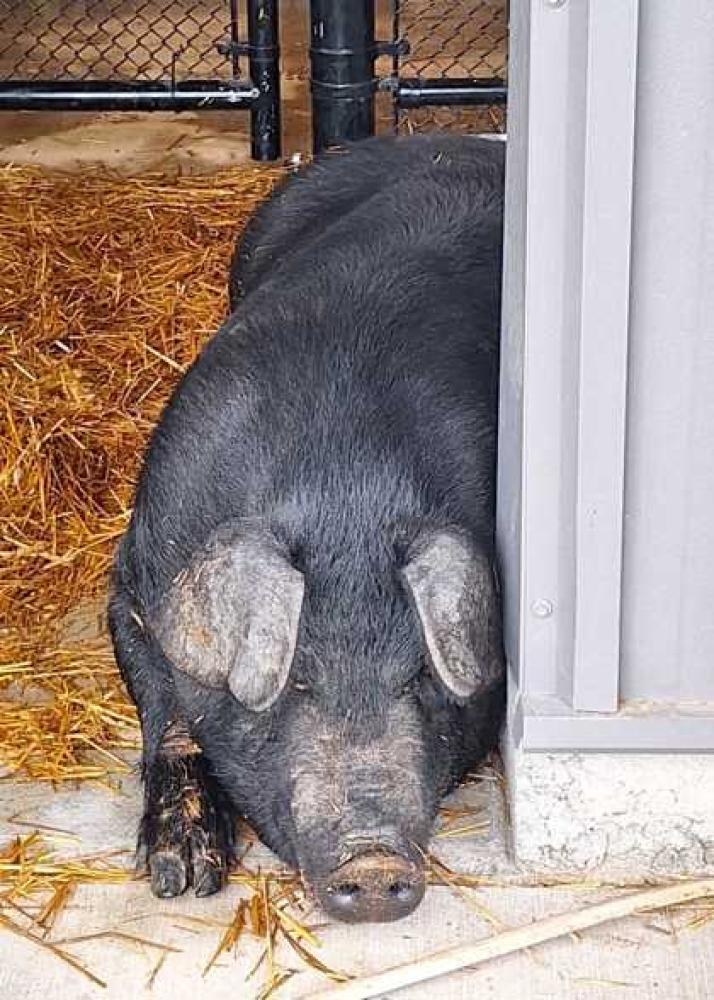 Shelter Stray Unknown Pig last seen Near Hwy east of the banister overpass, 64114, MO, Kansas City, MO 64132