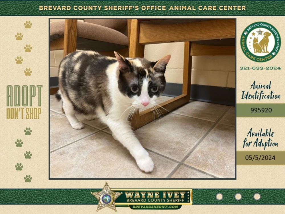 Shelter Stray Female Cat last seen Jason Court, SATELLITE BEACH, FL, 32937, Melbourne, FL 32934
