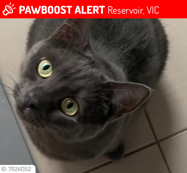 Lost Female Cat last seen Near Regent Station, Reservoir, VIC 3073