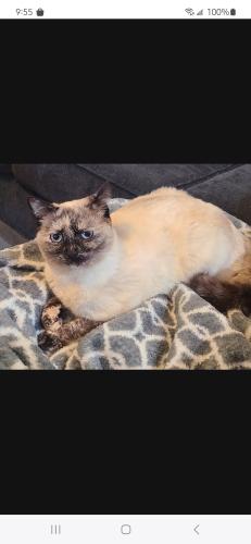 Lost Female Cat last seen Florida and homedale, Caldwell, ID 83607