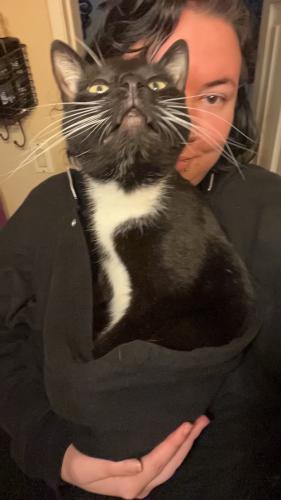 Lost Male Cat last seen Sepulveda and National, Los Angeles, CA 90064