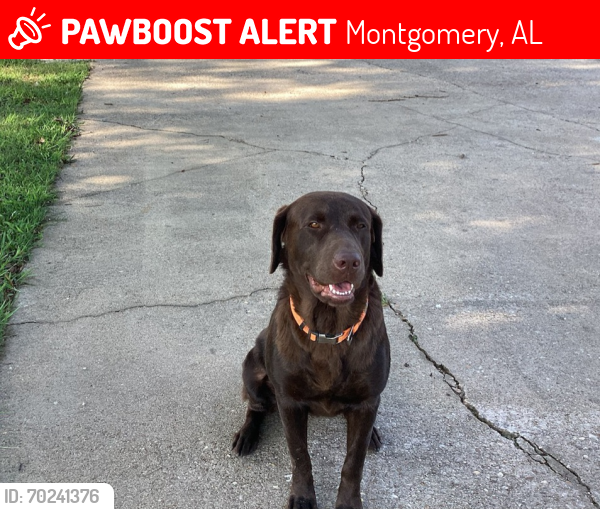 Lost Female Dog last seen Hwy 80, hunter loop rd, Montgomery, AL 36108