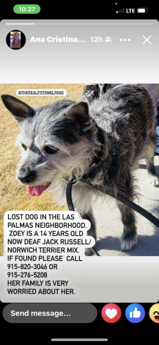 Lost Female Dog last seen George Dieter, Chito Samaniego and Rojas , El Paso, TX 79936