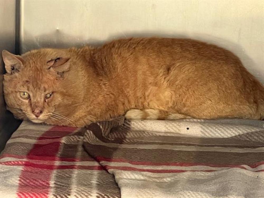 Shelter Stray Male Cat last seen SPERRY DR, Auburn, CA 95603