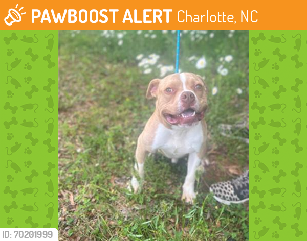 Shelter Stray Male Dog last seen CHARLOTTE, Charlotte, NC 28217