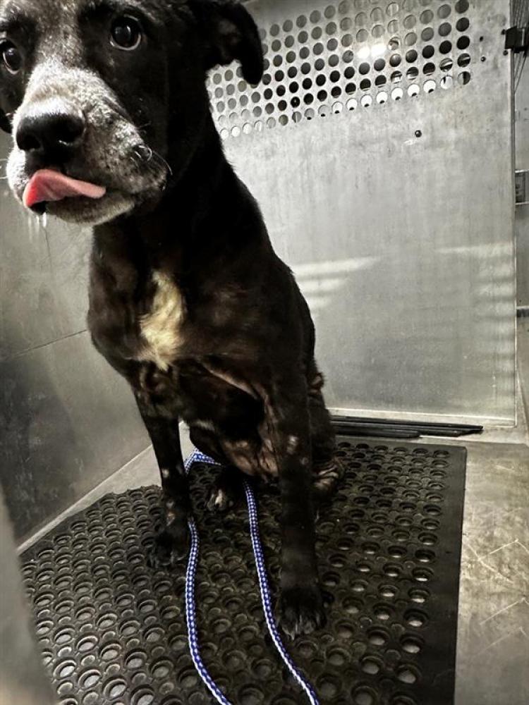 Shelter Stray Male Dog last seen Near BLOCK PLATINUM LN, Austin, TX 78702
