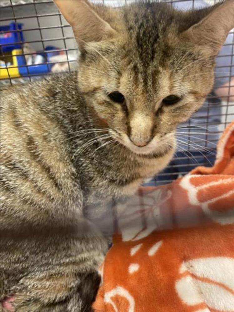Shelter Stray Female Cat last seen HOWARD LANE, Austin, TX 78702