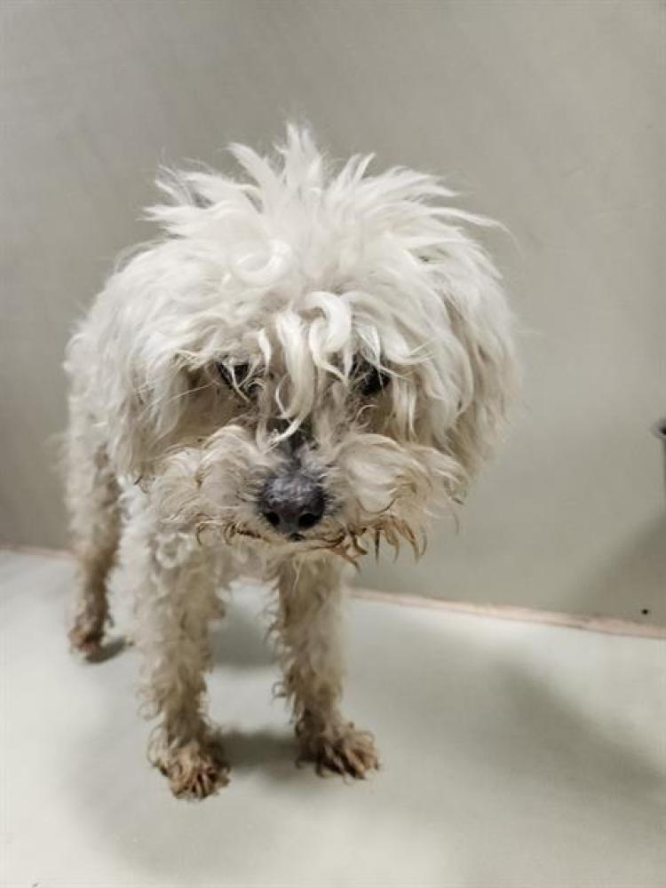 Shelter Stray Male Dog last seen HOOPER WAY, BAKERSFIELD CA 93308, Bakersfield, CA 93308